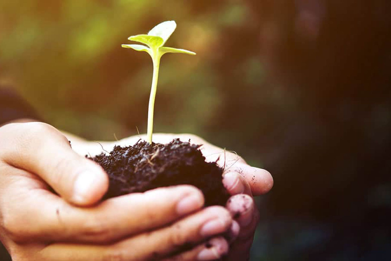 Cialde compostabili: cosa sono e quali sono i vantaggi