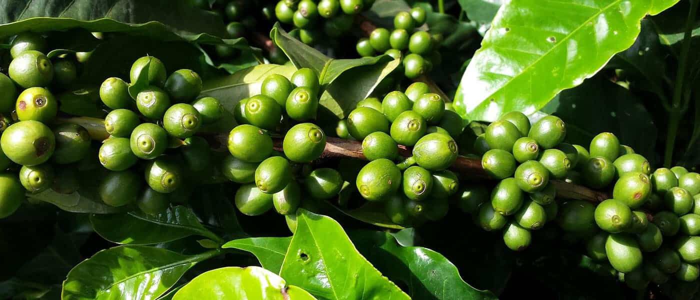 Quali sono le origini del caffè