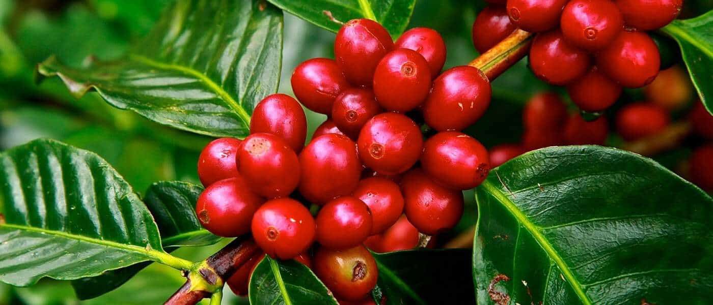 Quante varietà di caffè esistono?