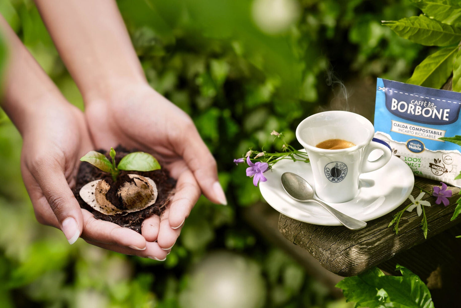 Fondi del caffè, per quali piante utilizzarli?