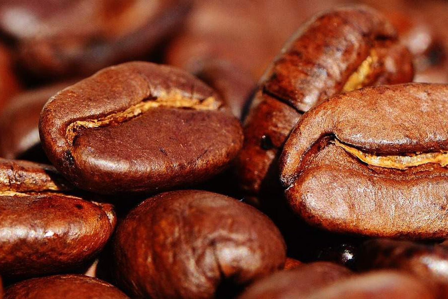 Caffè contro le zanzare: come utilizzarlo